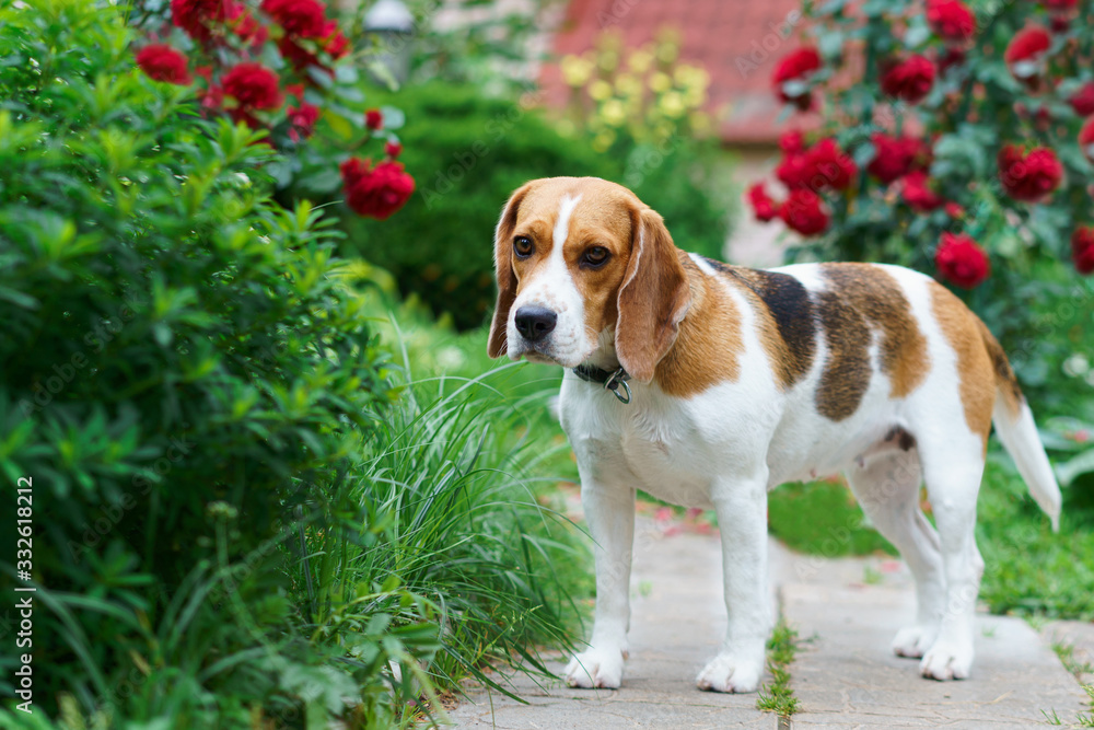 Beagle dog tree color in the summer garden with roses Beagle dog tree color in the summer garden with roses