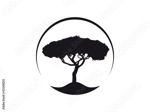 Vektor Logo Icon Pinus Pinea Kiefer Schirmkiefer, auch Mittelmeer-Kiefer genannt