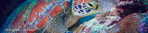 sea turtle underwater / exotic nature sea animal underwater turtle photo