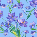 Spring seamless pattern with crocuses.Watercolour flowers of saffron on a blue background.Watercolor illustration.