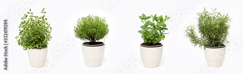 Green thyme, oregano, mint and rosemary plants growing in basket on white background isolated