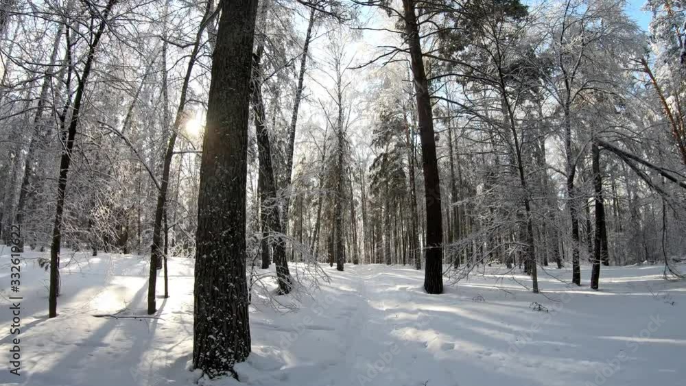 Slow motion video of walking through Siberian winter forest under the snow. Slow motion video of walking through Siberian winter forest under the snow.