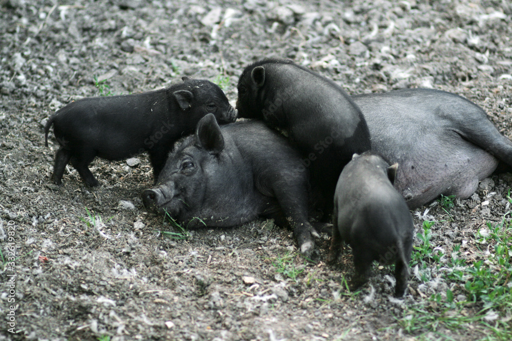 Vietnamese black bast-bellied pig. Herbivore pigs a Vietnamese black bast-bellied pig. Herbivore pigs a
