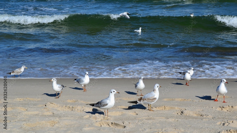 Seagulls standing on the beach, panoramic view with sea and rough, high waves