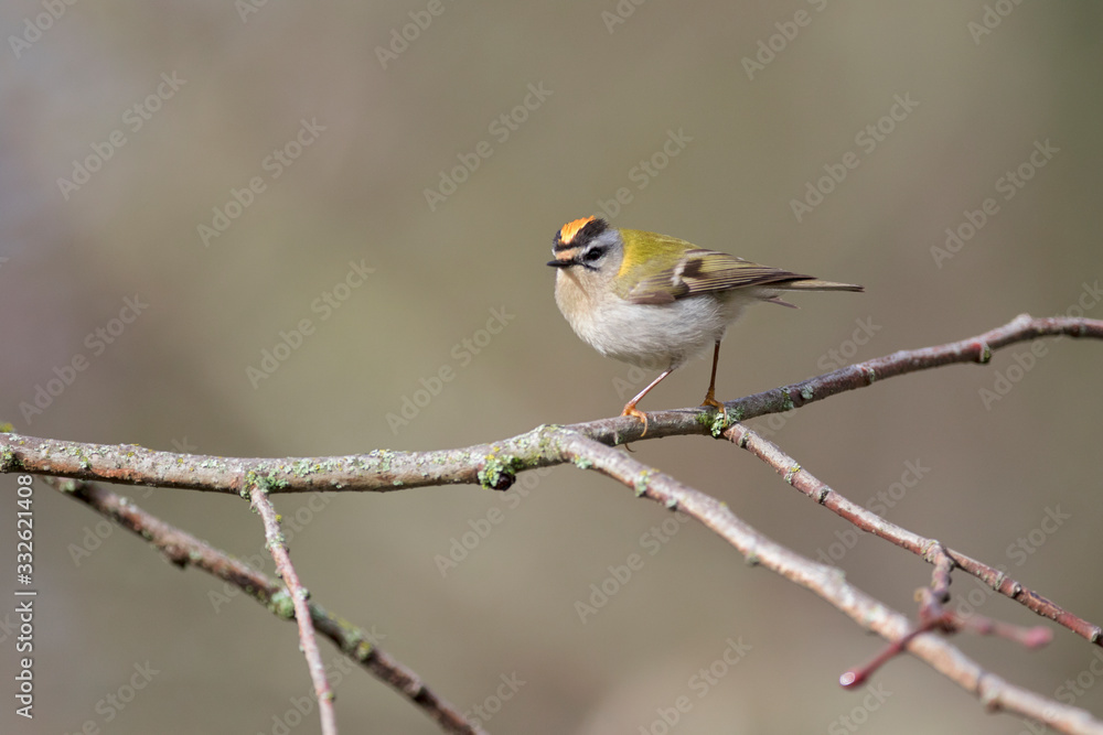 Firecrest passerine Regulus bird in forest Firecrest passerine Regulus bird in forest