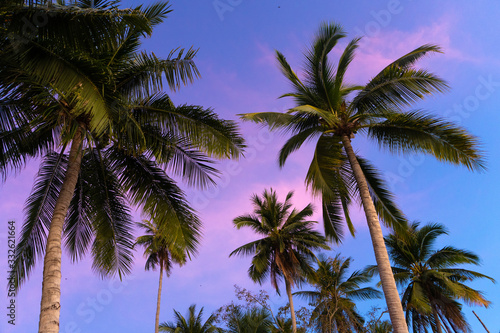 Tropical palm trees against a blue-purple sunset sky. Sunset in the tropics