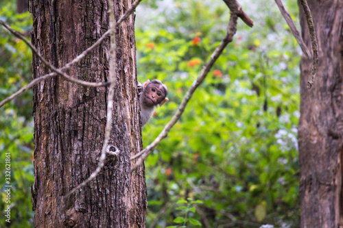 baby macaque on tree