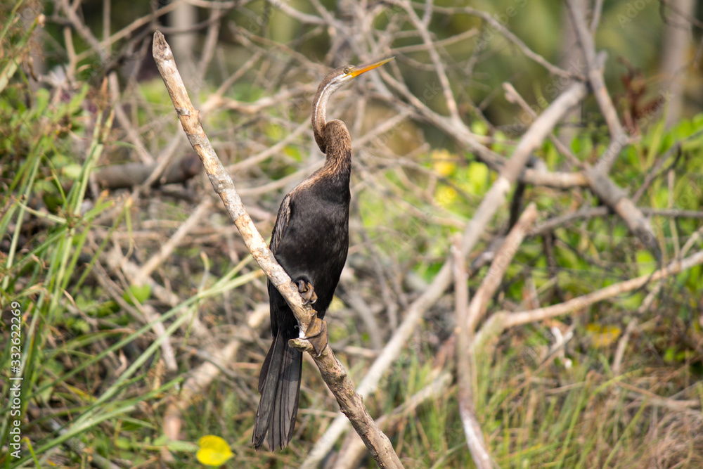 snake bird in tree snake bird in tree