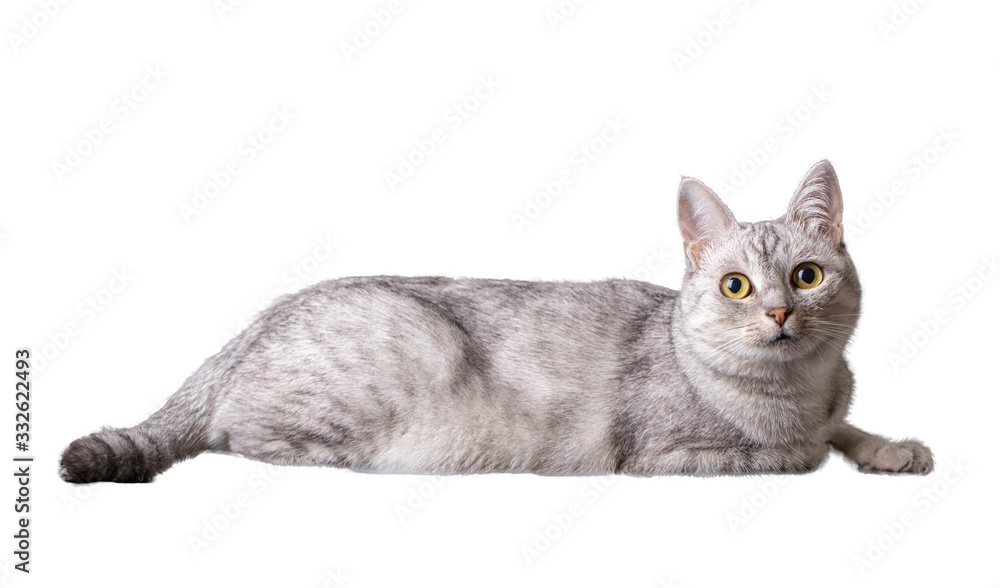 Fototapeta premium Funny tabby domestic cat on white background
