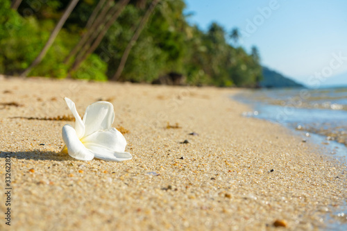 White tropical frangipani flower on a deserted beach. Paradise tropical island oceanfront