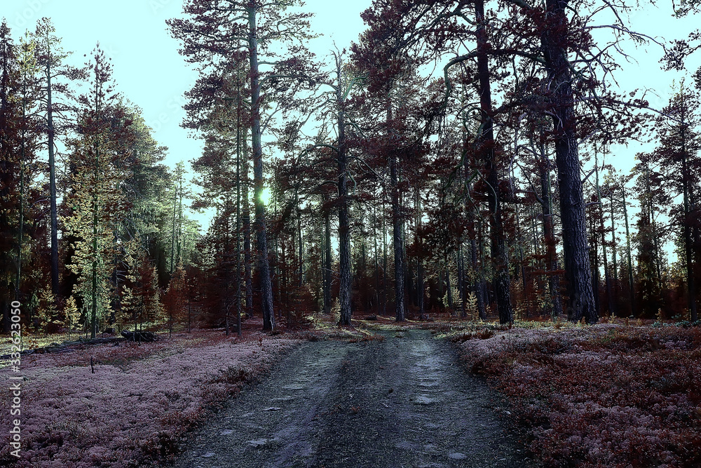 Fototapeta premium autumn forest landscape / yellow forest, trees and leaves October landscape in the park