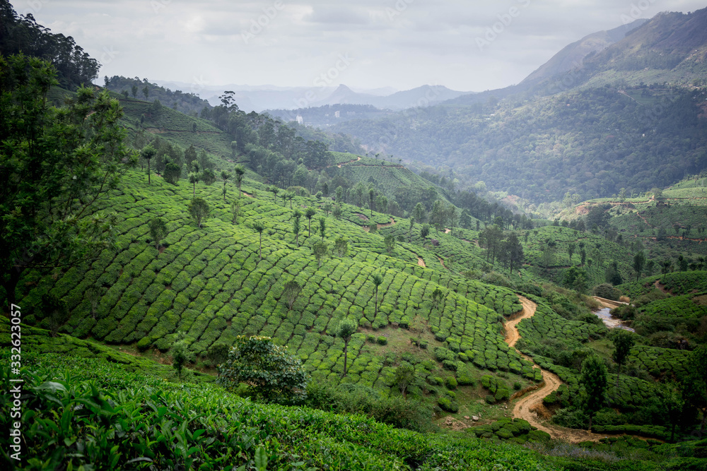 Tea plantation Tea plantation