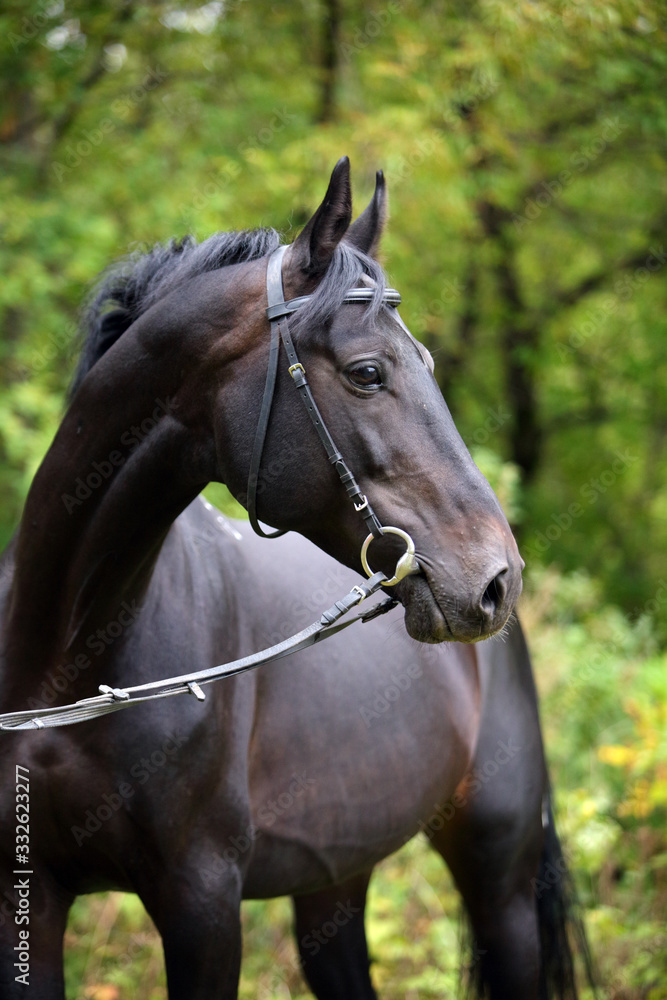 Andalusian black horse portrait in nature background Andalusian black horse portrait in nature background
