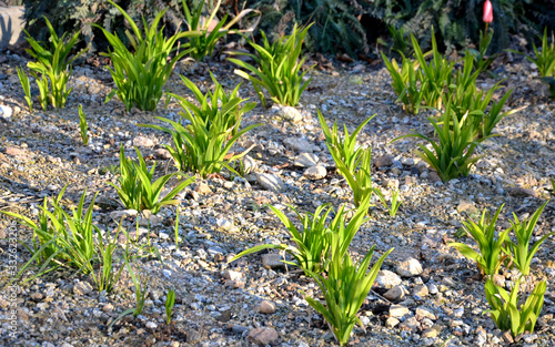 detail flowerbed daylily hemerocalis without flower only leaf tufts in regular buckle green mulch gravel photo