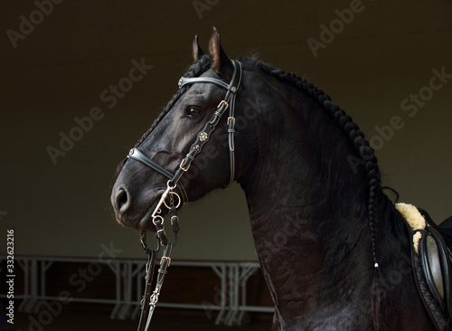 Friesian black horse portrait in a dark stable  © horsemen