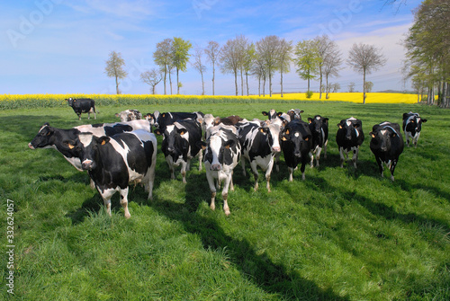Bilde på lerret Troupeau de vaches race prim holstein au pré