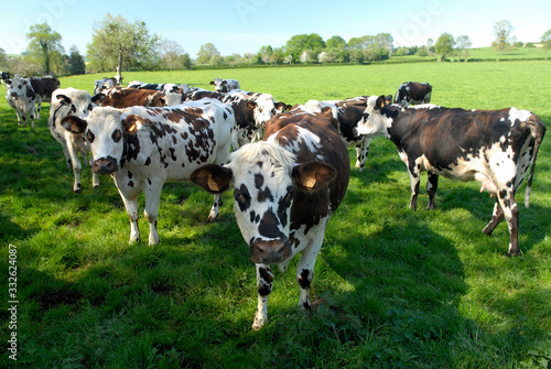 Troupeau de vaches race normandes au pré © S. Leitenberger