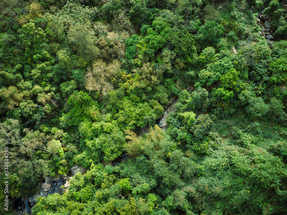 Aerial view of small creek in tropical forest Aerial view of small creek in tropical forest