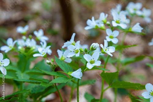 Forest flowers (Cardamine) in the spring © Goran