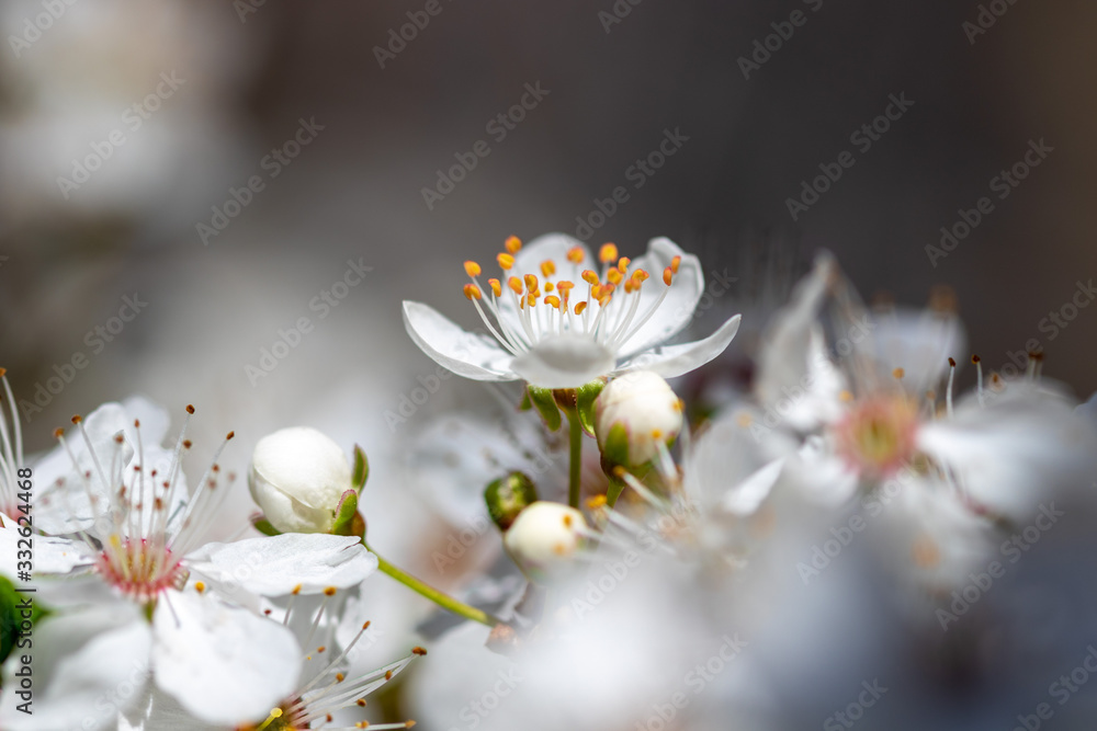 A close-up of the Prunus avium, commonly called wild cherry, sweet cherry, or gean A close-up of the Prunus avium, commonly called wild cherry, sweet cherry, or gean