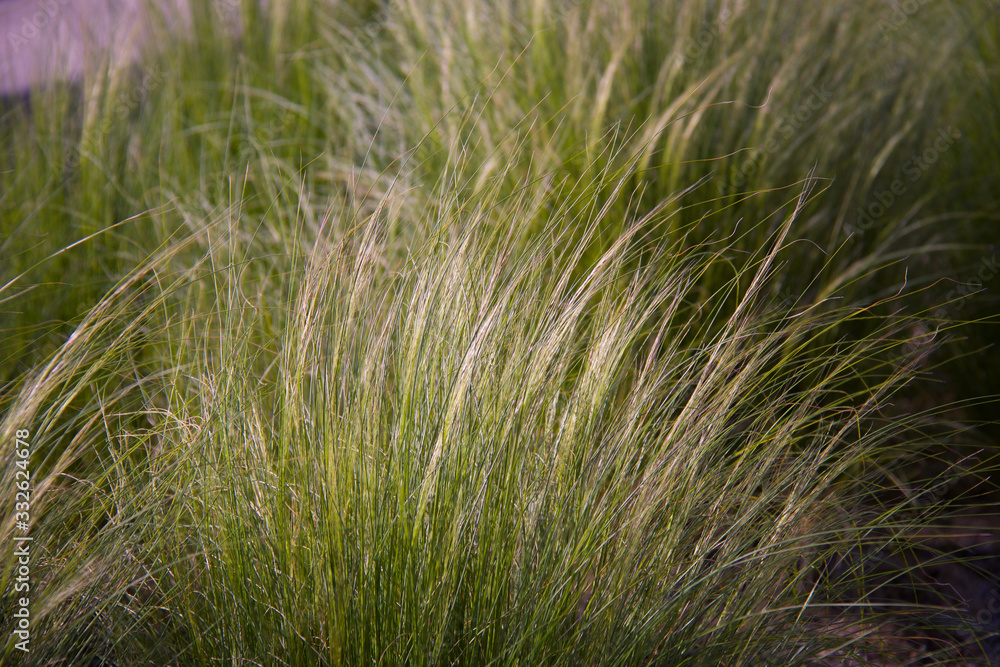 full frame of green grass in a field