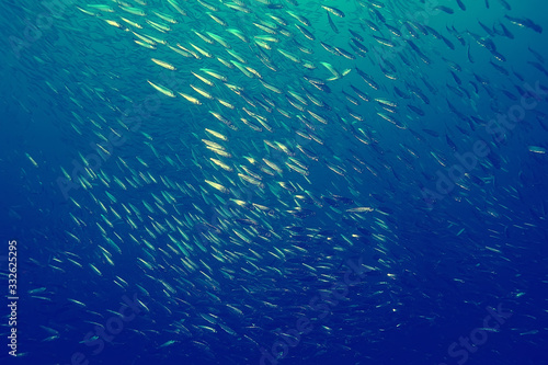 coral reef vintage toning / unusual landscape, underwater life, ocean nature