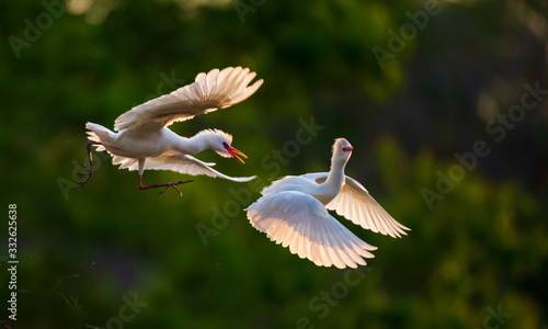 African Cattle Egret Aerial Duel  