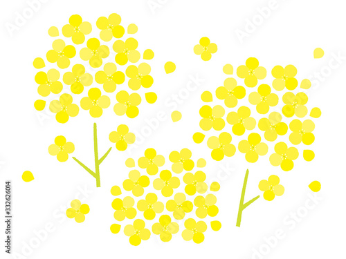菜の花のベクターイラスト