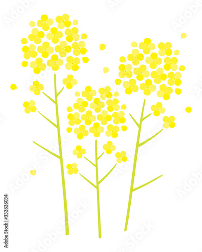 菜の花のベクターイラスト