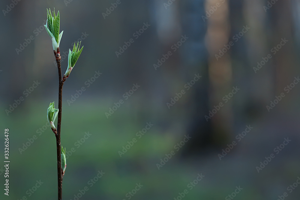 branches of young green leaves and buds, seasonal background, april march landscape in the forest branches of young green leaves and buds, seasonal background, april march landscape in the forest