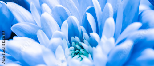 Abstract floral background, blue chrysanthemum flower. Macro flowers backdrop for holiday brand design