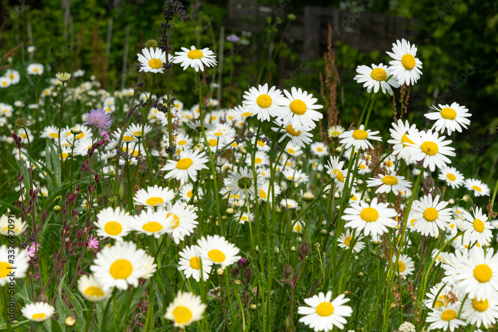 Blumen im Garten Wildblumenwiese im Frühling und Frühsommer StockFoto