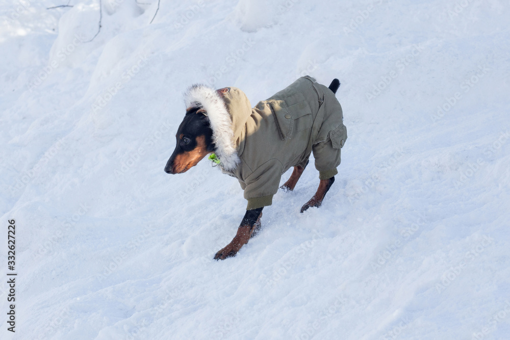 Cute miniature pinscher puppy in beautiful pet clothing is walking on a white snow in the winter park. Pet animals. Cute miniature pinscher puppy in beautiful pet clothing is walking on a white snow in the winter park. Pet animals.