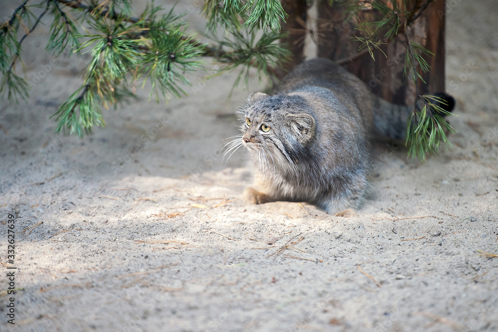 Fototapeta premium Pallas's cat (Otocolobus manul). Manul is living in the grasslands and montane steppes of Central Asia. Portrait of cute furry adult manul on the sand. Instinct to hunt