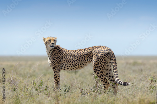 Cheetah (Acinonyx jubatus) standing on savanna, searching for prey, Ngorongoro conservation area, Tanzania.