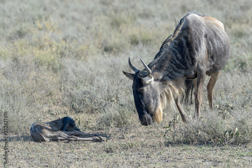Blue Wildebeest  Connochaetes taurinus  mother looking at new born baby lying down on savanna  Ngorongoro conservation area  Tanzania.
