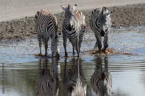 Common or Plains Zebra  Equus quagga  drinking water with reflection  Ngorongoro conservation area  Tanzania.