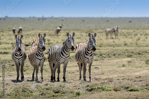 Common or Plains Zebra  Equus quagga  group standing on guard and staring at predator  Ngorongoro conservation area  Tanzania.
