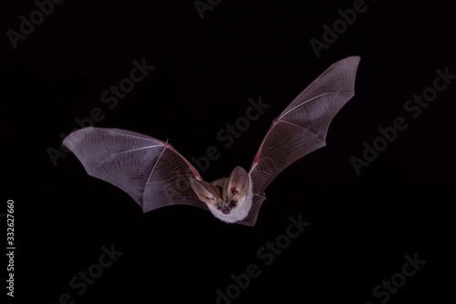 Obraz na płótnie Grey Long Eared Bat