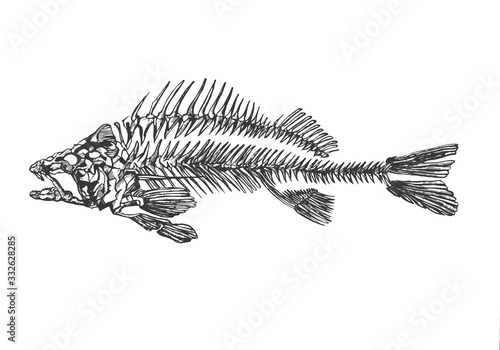 abstract and liniar fish skeleton sketch drawing