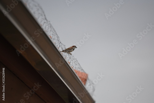 un pájaro en el tejado
