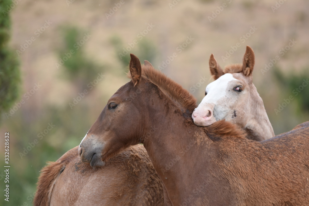 Obraz premium caballos jugando