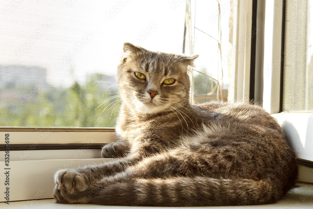 A lop-eared Scottish cat of gray color with bright yellow eyes lies on the window. Basking in the sun, looking at the camera. Cat allergy concept. Pet Care.