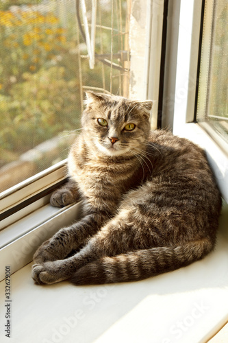 Photography A lop-eared Scottish cat of gray color with bright yellow eyes lies on the window