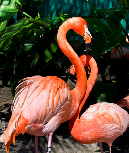 Beautiful flamingos in the park. Orlando Florida.