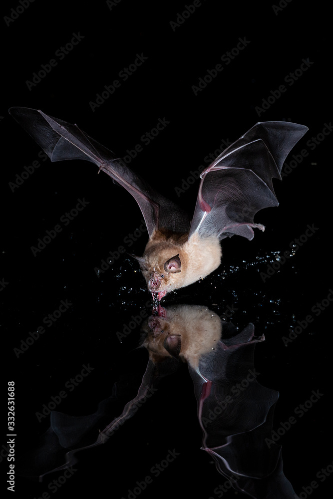 Obraz premium Greater Horseshoe Bat