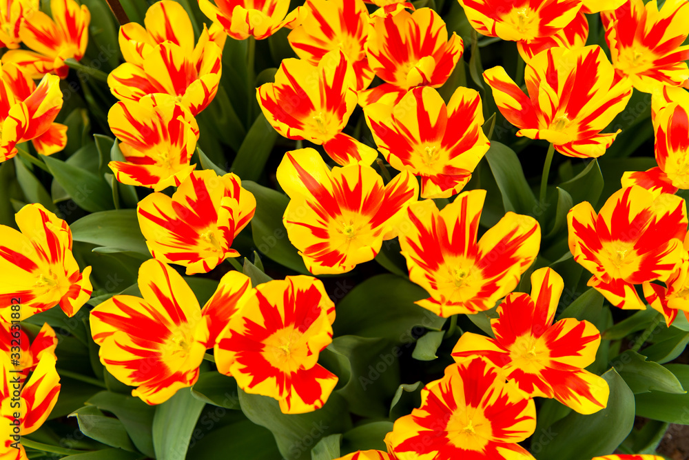 Dutch tulips growing on a flowerbed in spring Dutch tulips growing on a flowerbed in spring