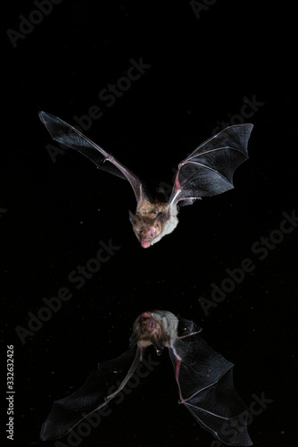 Bechsteins Bat