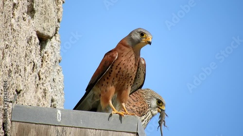  Lesser Kestrel Cernícalo primilla (Falco naumanni)