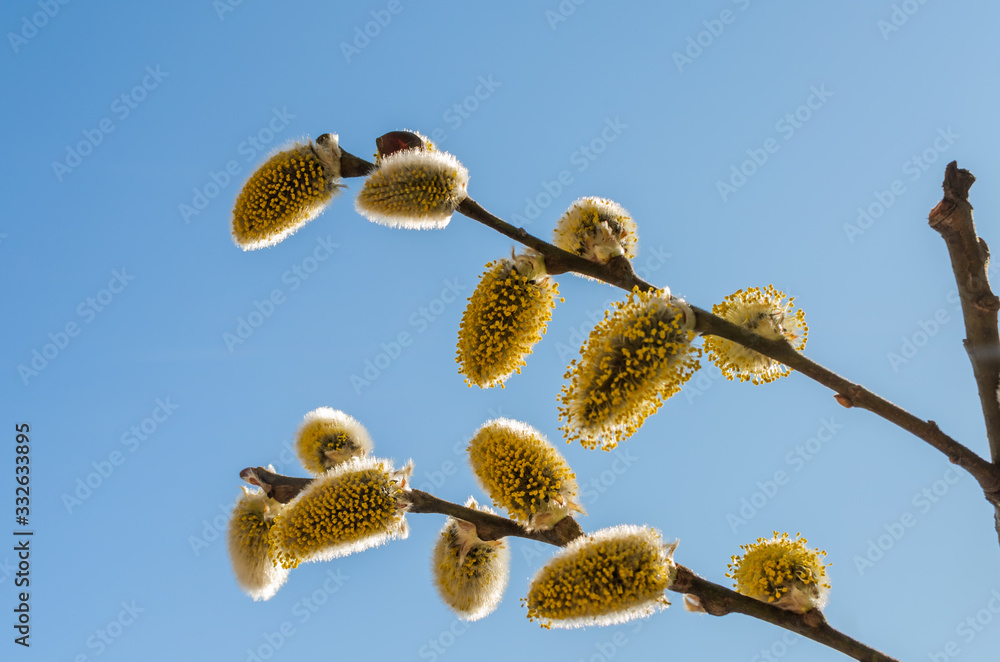 Willow fluffy buds bloomed in spring Willow fluffy buds bloomed in spring
